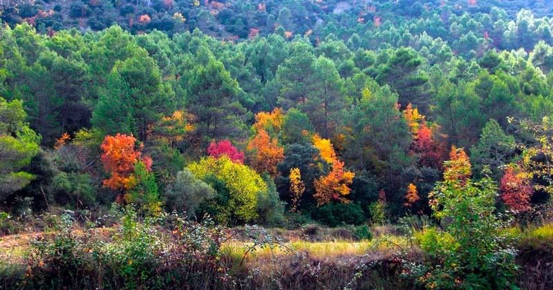 Ruta otoño Font Roja 
