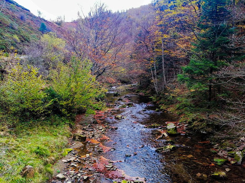 Selva de Irati noviembre