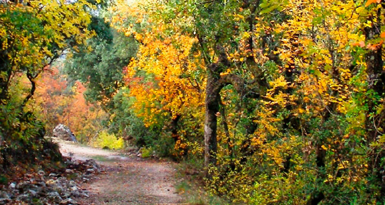 Selva de Irati noviembre
