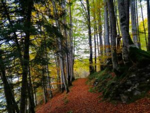 selva de irati