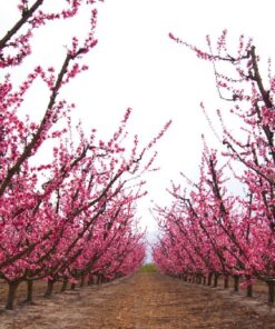 Excursión floral en cieza