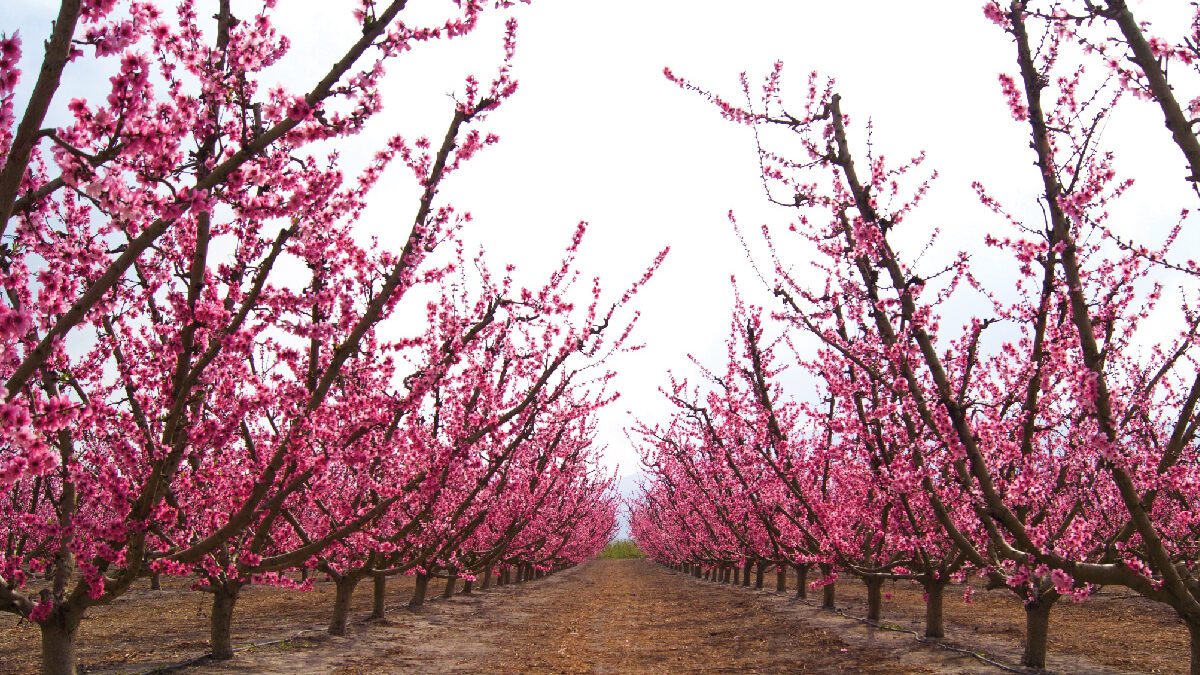 Excursión floral en cieza