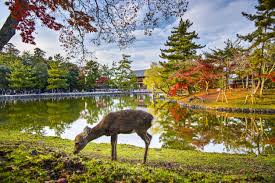 viaje a japón