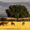 Viaje al Serengueti Español