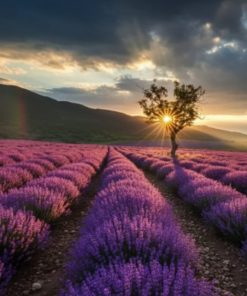 ESCAPADA FLORACIÓN LAVANDA